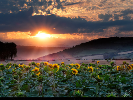 Zomer in de Auvergne