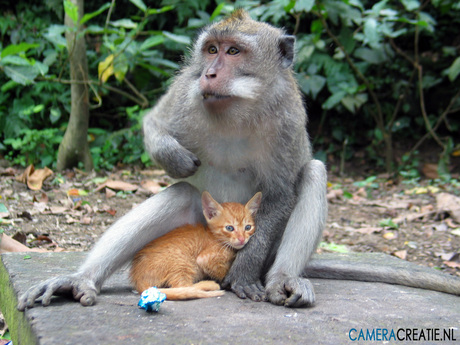 Monkey and cat