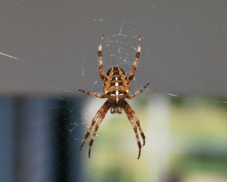 De spin in het web