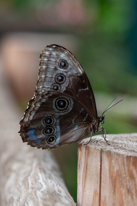 Blauwe Morpho