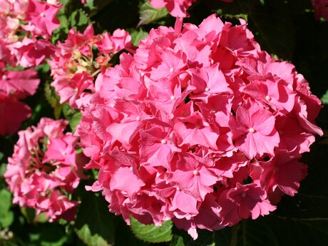 Pink Ribbon.