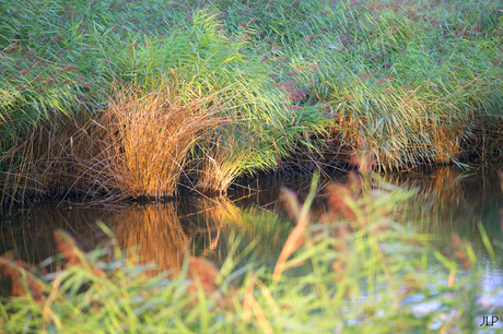 Zonlicht op het riet!