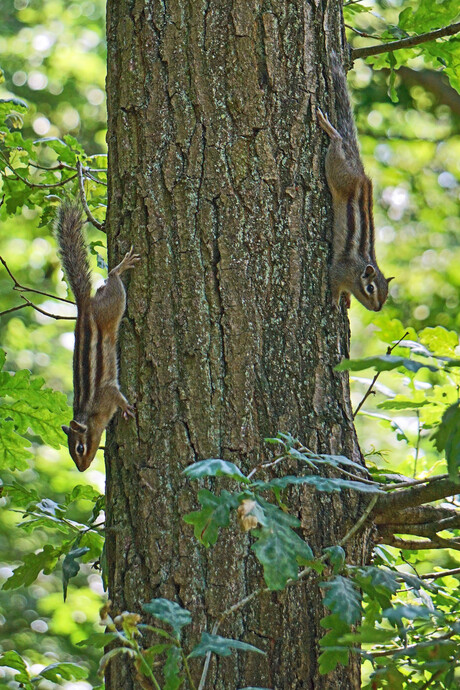 wedstrijdje in het bos