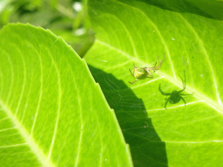 Shadow Spider