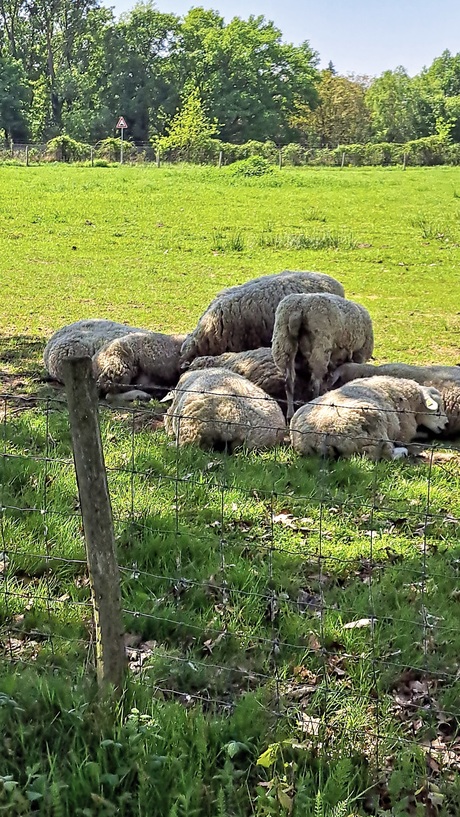 Het valt niet mee met een dikke wollen jas aan