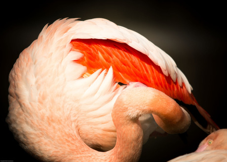 Creatief Flamingo