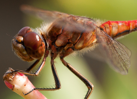 Libelle close-up