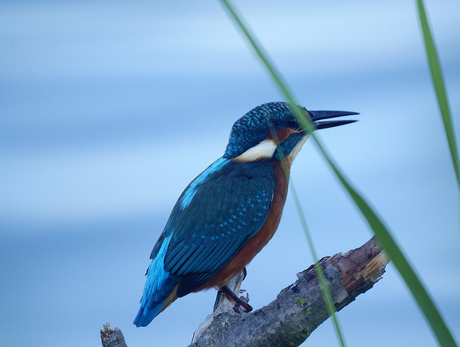 ijsvogel