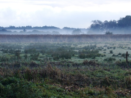 Lindevallei bij zonsopgang