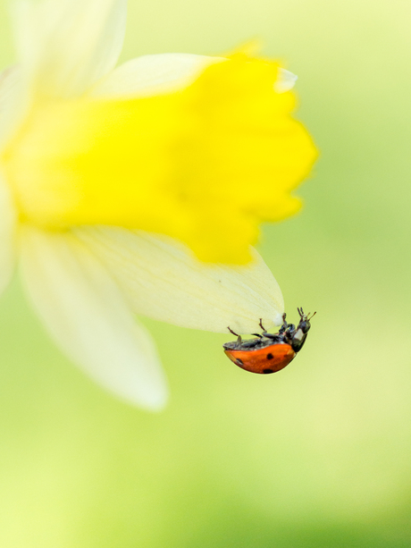 Lieveheersbeestje op de krokus 