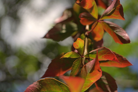 kleurige herfst bladeren