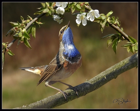 Nieuwsgierig blauwborstje