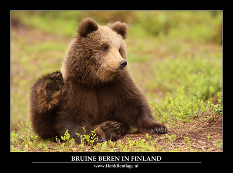 Finland: Kleine teddy-beer, maar dan in het echt