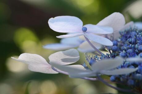 Hortensia