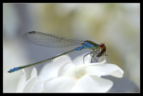 Lantaarntje op Phlox