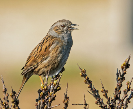 Heggenmus.