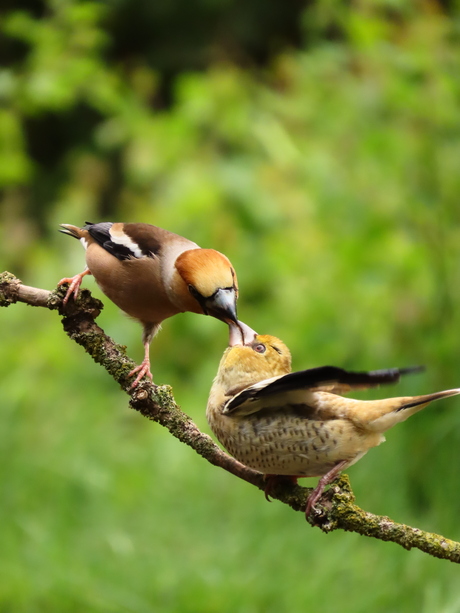 Voerende appelvink