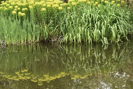 Water plant met water spiegel 