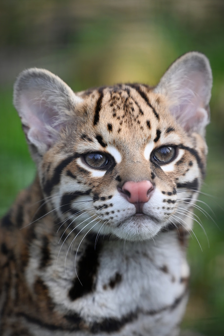 Ocelot 