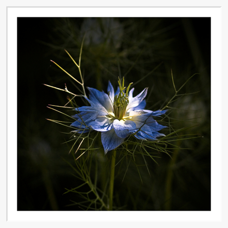 Nigella