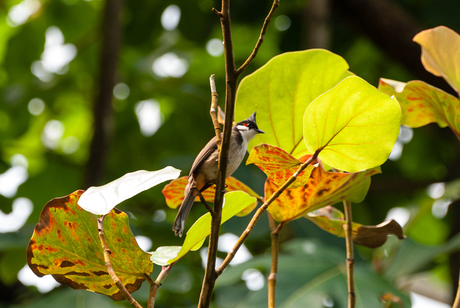 Red-Whiskered Bulbul