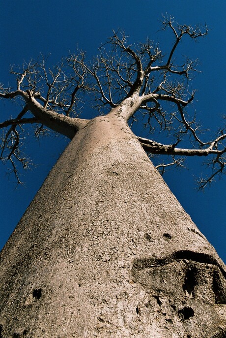 Baobab