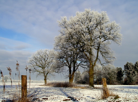 wondere witte wereld