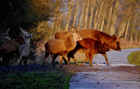 licht en donker