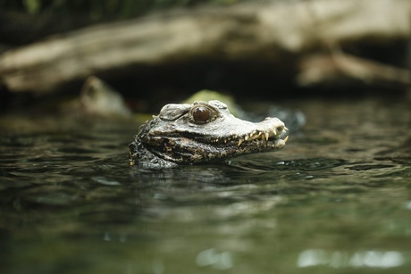 Alligator