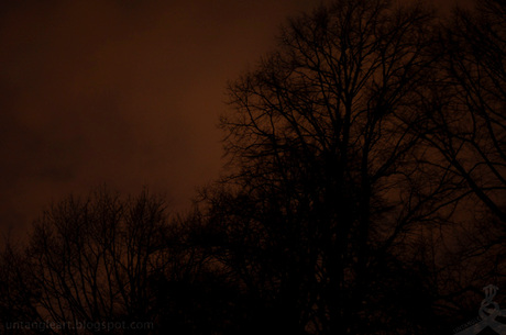 bomen in het donker