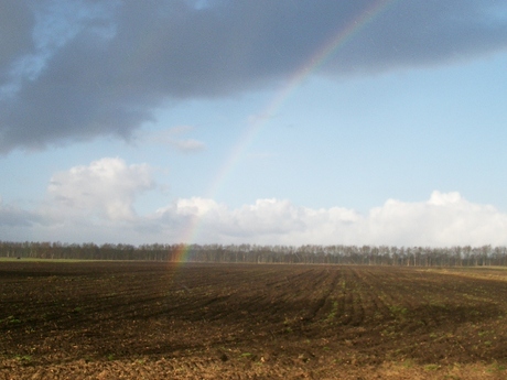 Regenboog in veld