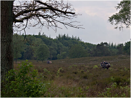 Tijdens de Paardenvierdaagse in Epe...