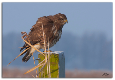 buizerd