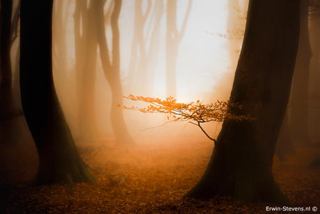 Zon,mist en een mooi bos...