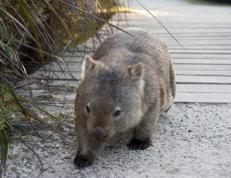 Wombat Australië