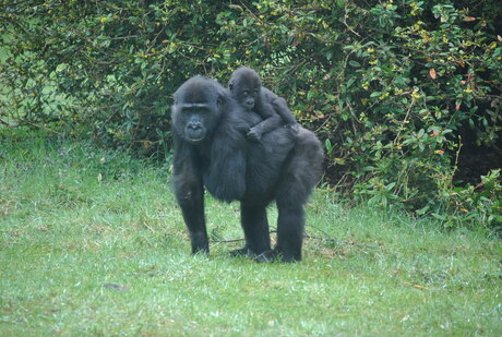 gorilla met jong