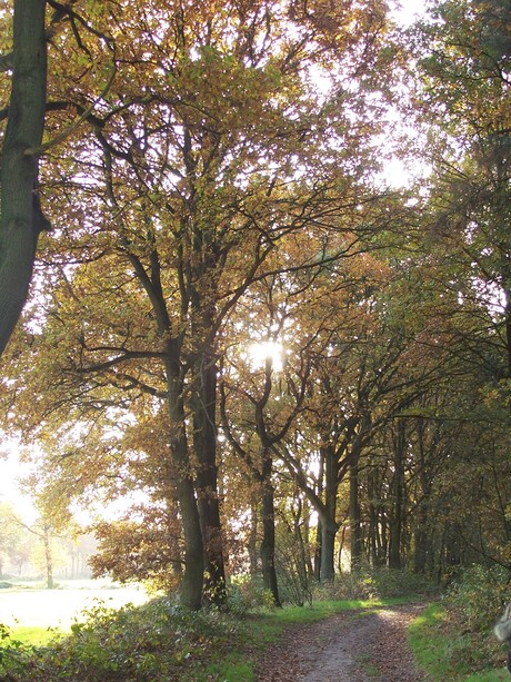 Zonlicht door de bomen