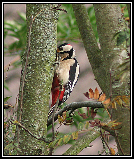 Grote bonte specht