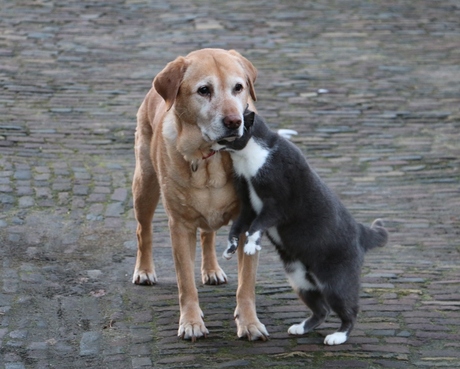 Ik vind je lief