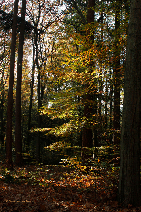 Zon door de bomen...