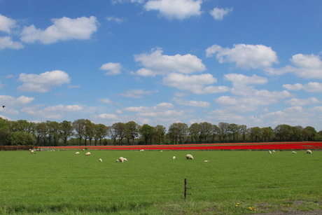 Prachtige gekleurde bloemen bij Tynaarlo