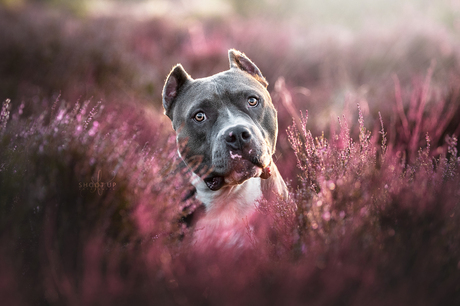 Chino in de heide