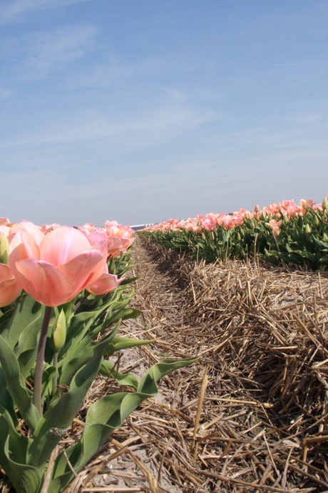 Tulp, tulpen, heel veel tulpen