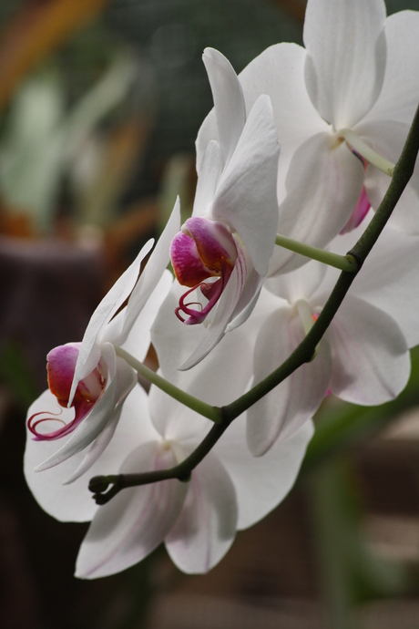 orchidee