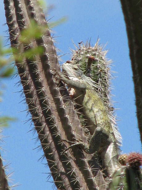 Leguaan in cactus