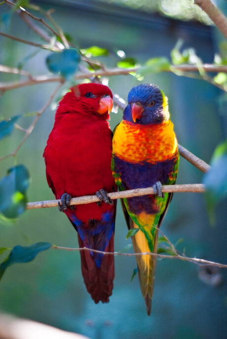 Papegaai paartje