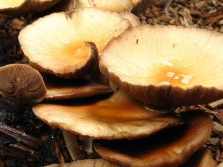 paddelstoelen in de regen...