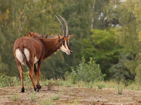 Blesbok