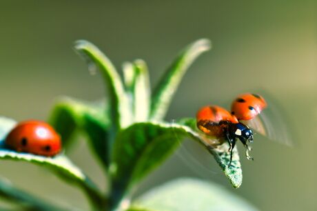 Ready for take off