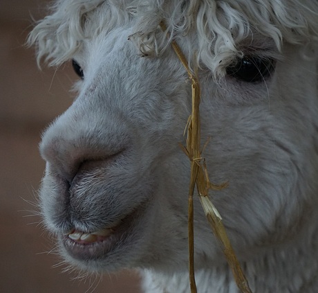 Alpaca 